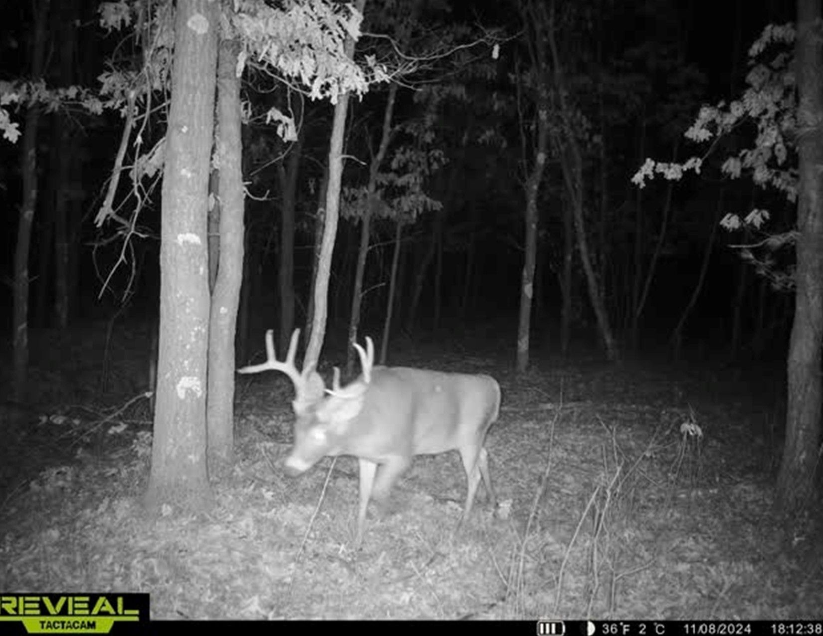 Listing Photo: Trail Camera Photo5